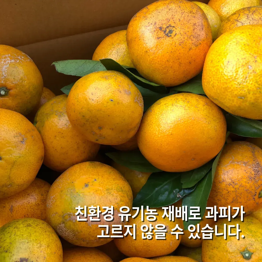 직팜 | 제주약선팜 - 유기농귤_로얄과 3kg