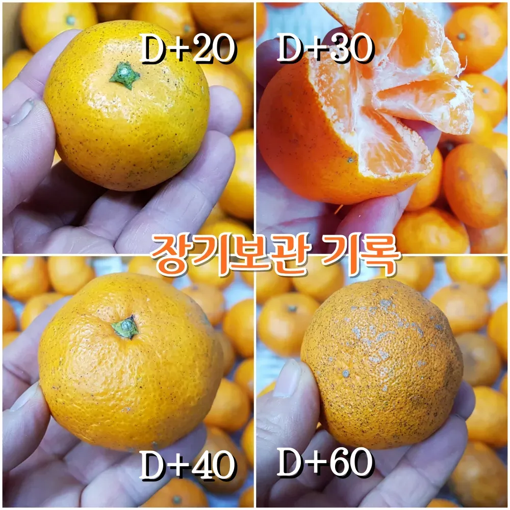 직팜 | 제주약선팜 - 유기농귤_로얄과 3kg