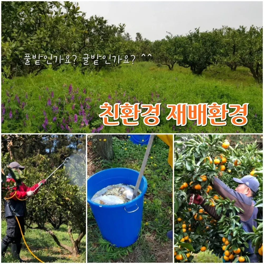 직팜 | 제주약선팜 - 유기농귤_로얄과 3kg