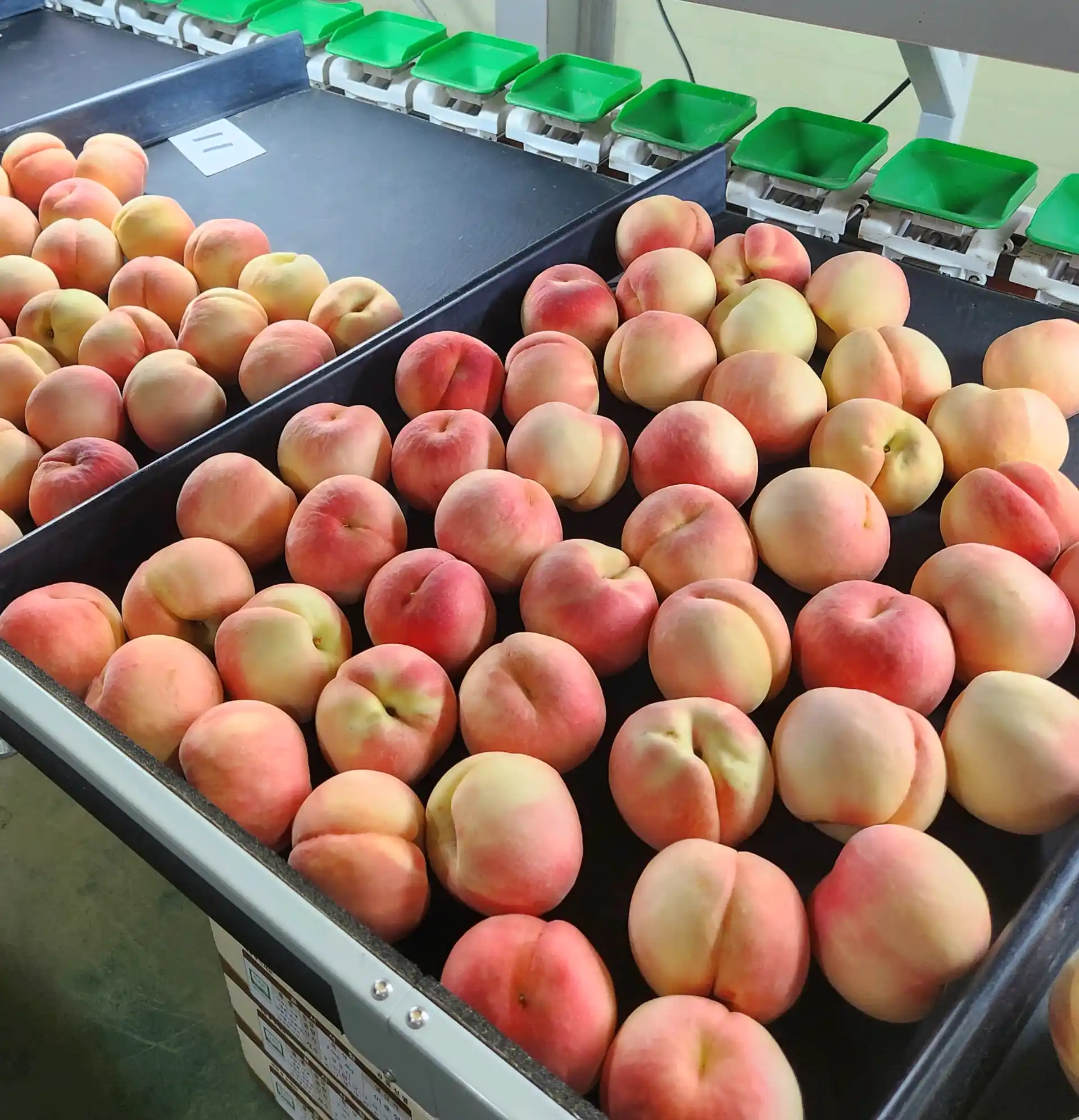 직팜 | 마메든 농원(청년농부) - [7월 딱복🍑] 복숭아 4kg / 정품 13-16입