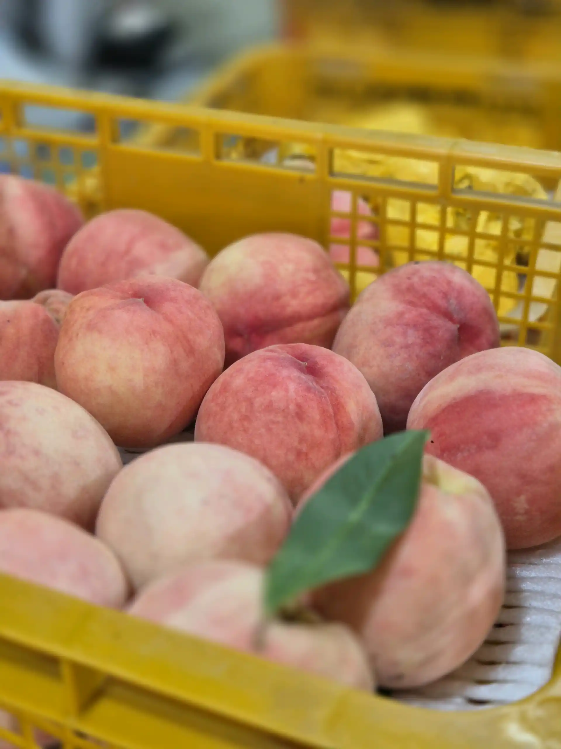 직팜 | 마메든 농원(청년농부) - [🍑딱복] 복숭아(영수) 4kg / 대과 13-16입